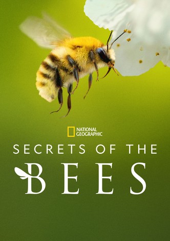 Secrets of the Bees poster
